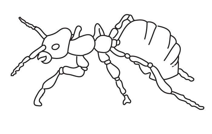 coloring ant