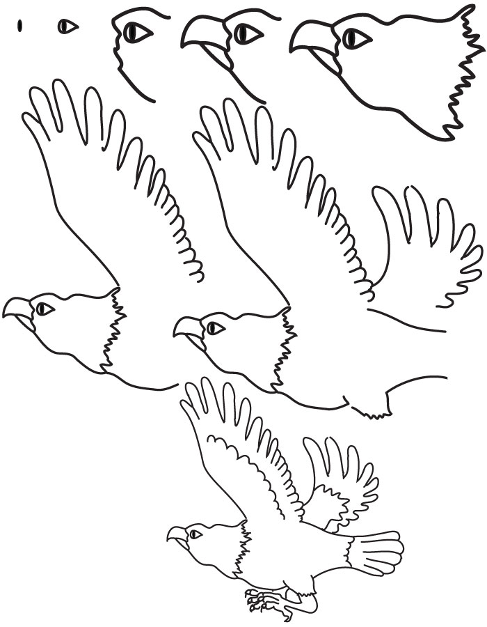 drawing eagle
