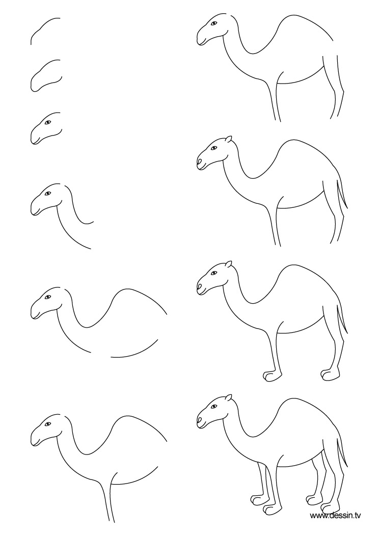 drawing camel