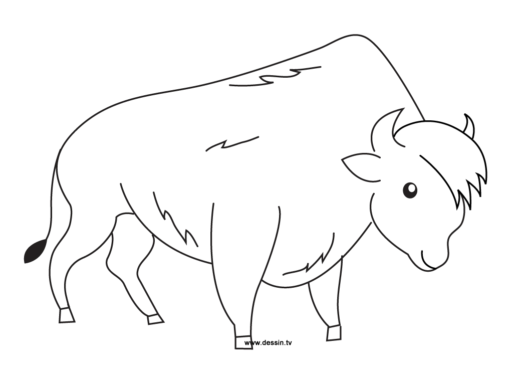 coloring bison