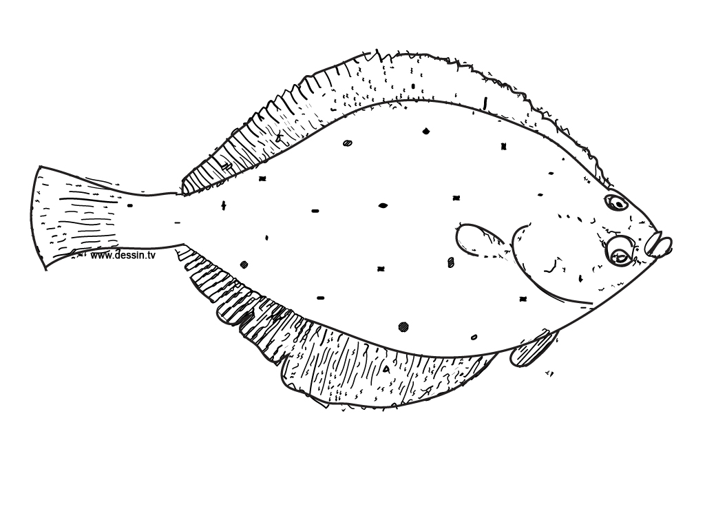 ocean fish coloring pages - photo #38