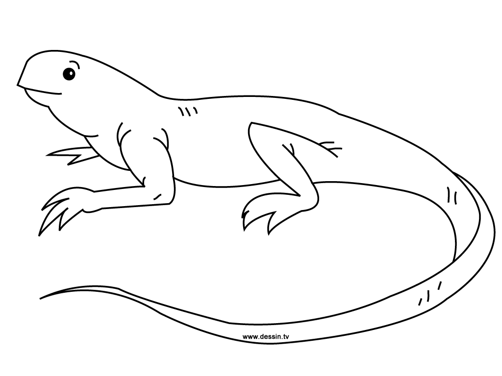 iguana coloring pages to print - photo #15