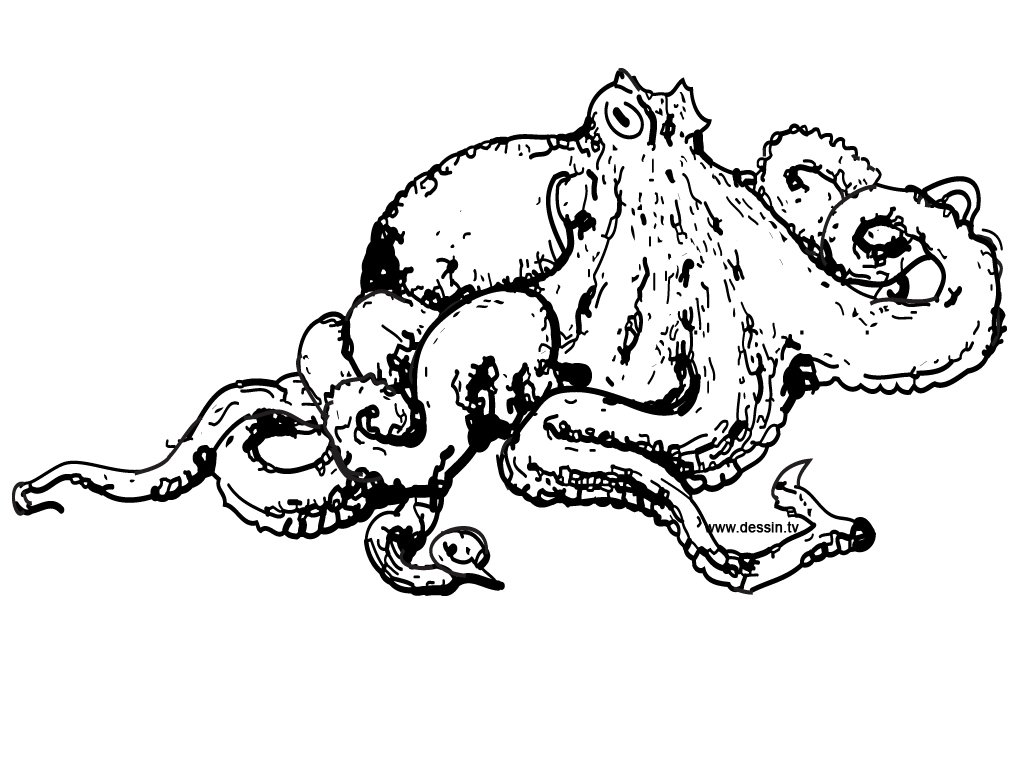 octopus coloring pages - photo #33