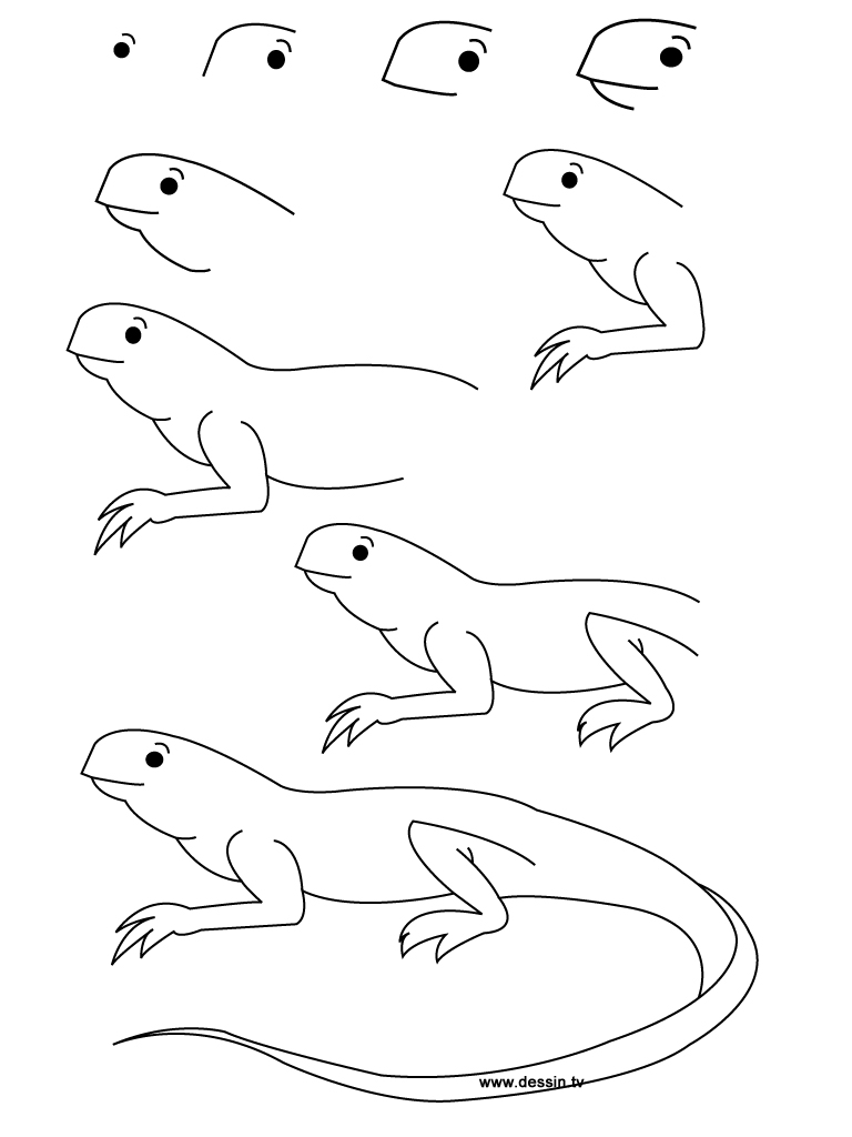 drawing iguana
