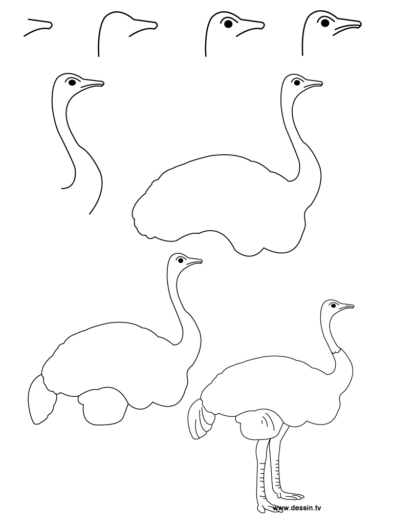 drawing ostrich