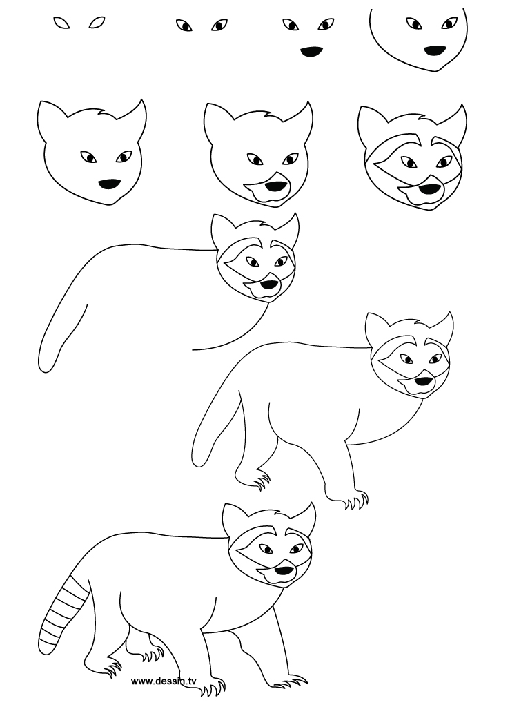 Great How To Draw A Racoon  The ultimate guide 