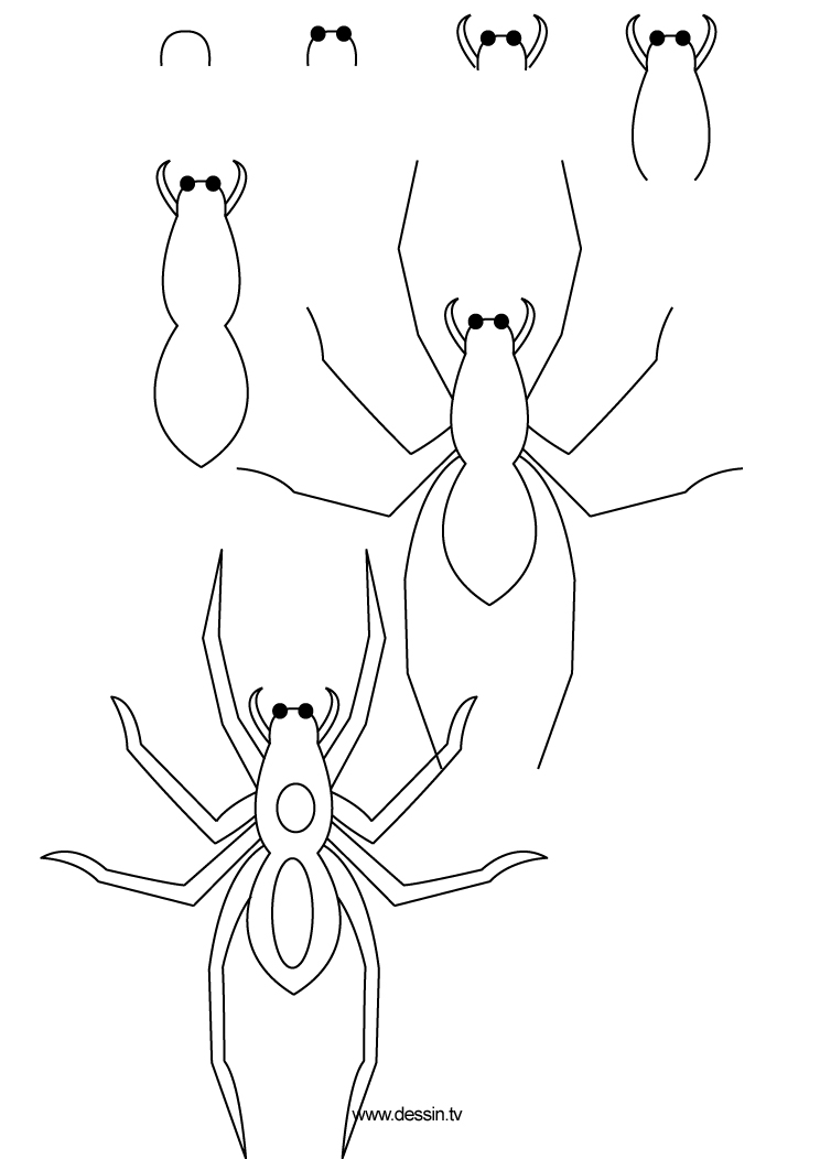 drawing spider