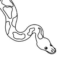 Coloring python snake