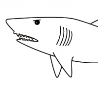 Coloring shark