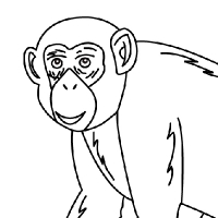 Coloring chimpanzee