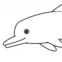 Coloring dolphin