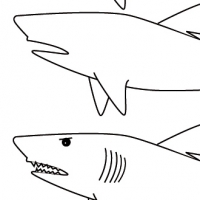 Drawing shark